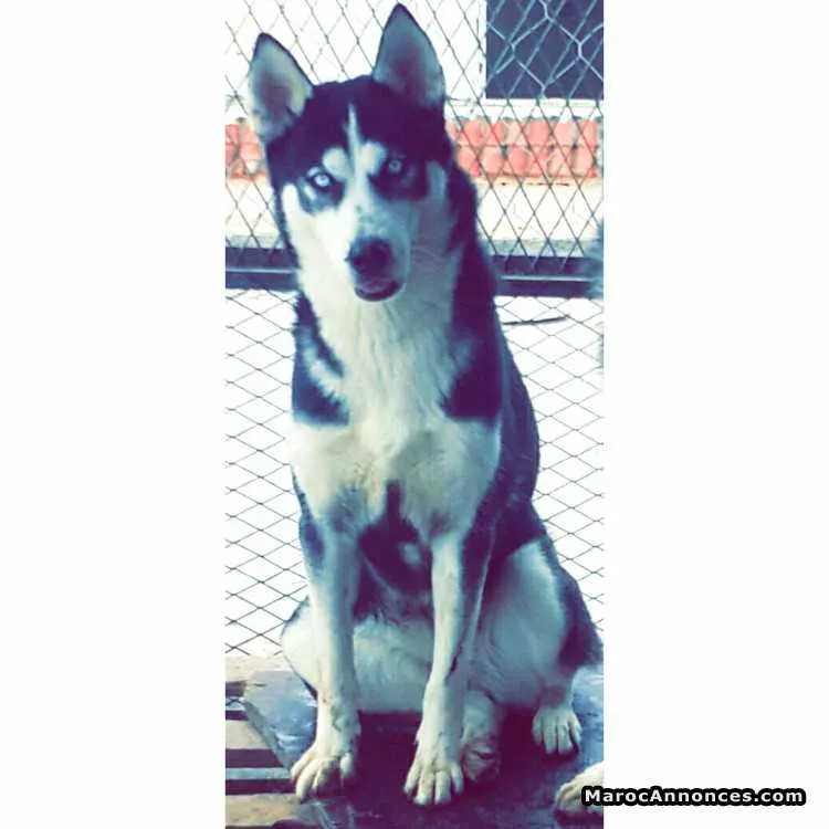 Husky sibérien - الدار البيضاء (3)