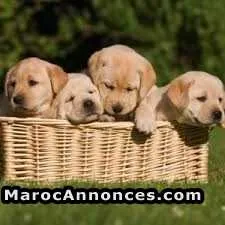 Golden retrievers à vendre - الدار البيضاء