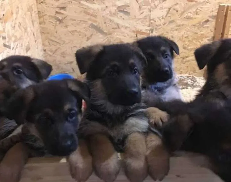 Chiots berger allemand - الدار البيضاء