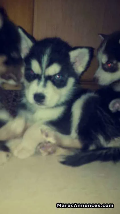 Chiots husky - الدار البيضاء