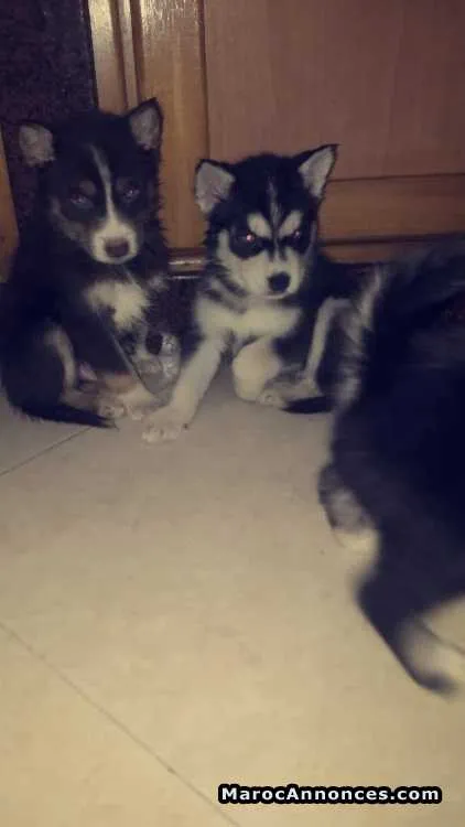 Chiots husky - الدار البيضاء (2)