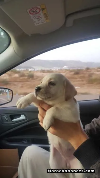 Labrador à vendre - الدار البيضاء