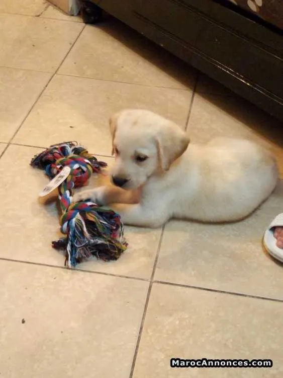 Labrador à vendre - الدار البيضاء (3)