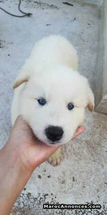 Husky à poils longs - الدار البيضاء (3)