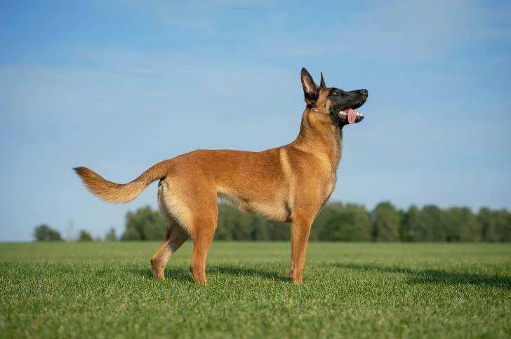 Dresseur profitssionnel du chien - الرباط