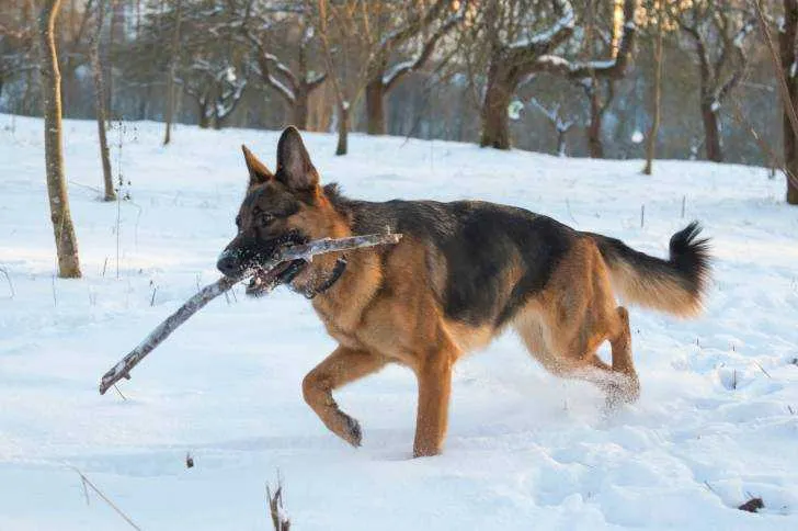 Dresseur profitssionnel du chien - الرباط (2)