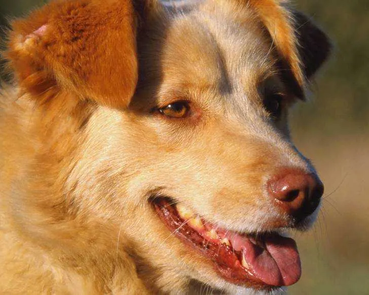 Dresseur profitssionnel du chien - الرباط (3)