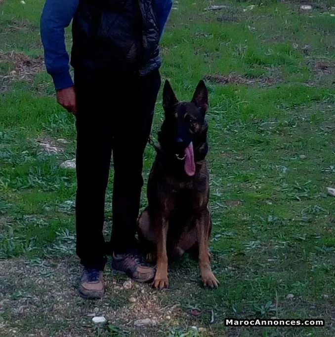 Dresseur de chiens professionnel - الدار البيضاء