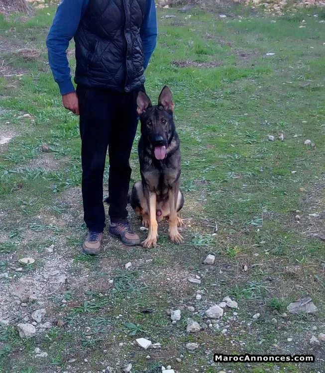 Dresseur de chiens professionnel - الدار البيضاء (2)