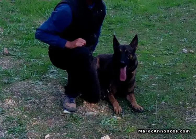 Dresseur de chiens professionnel - الدار البيضاء (3)