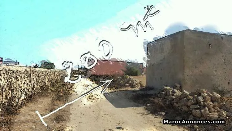 Terrain 200m - الوليدية (3)