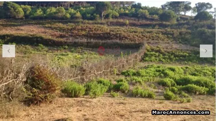 Terrain de 2000 m² à vendre - طنجة (3)