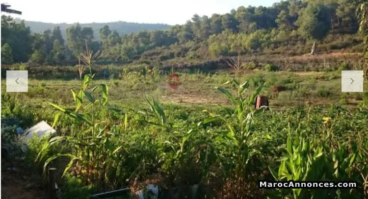 Terrain de 2000 m² à vendre - طنجة