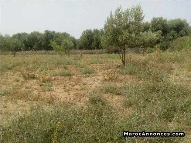 Terrain 3200 m2 titrés a marrakech - مراكش (2)