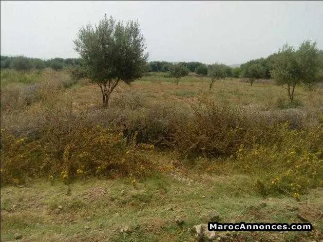 Terrain 3200 m2 titrés a marrakech - مراكش