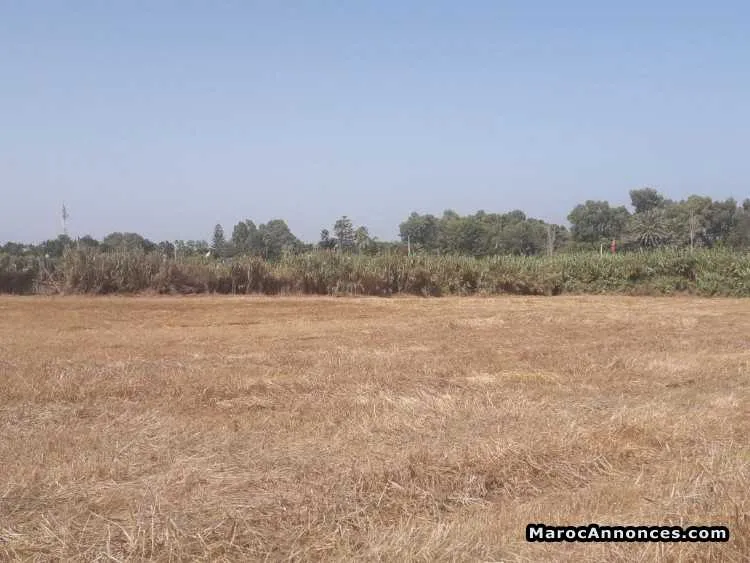 Terrain de 2000 m² skhirat - الرباط