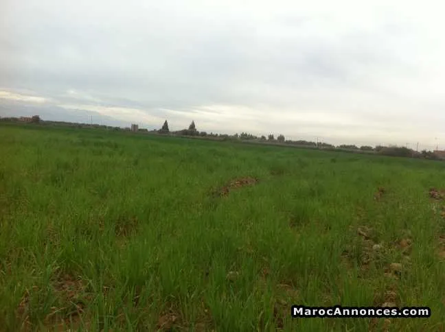 Terrain 15000 m2 route de fes - مراكش (2)