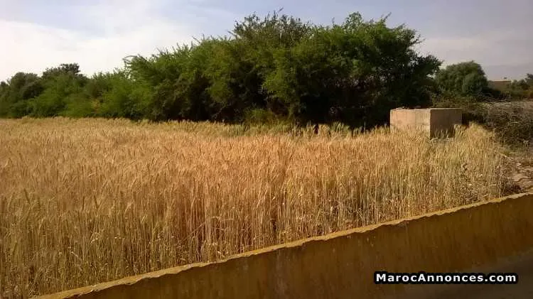 Terrain urbain de 17500 m2 titré à zidania - تارودانت