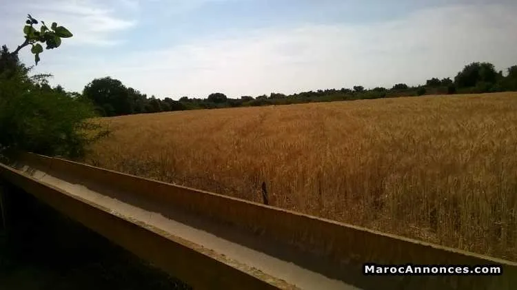Terrain urbain de 17500 m2 titré à zidania - تارودانت (2)