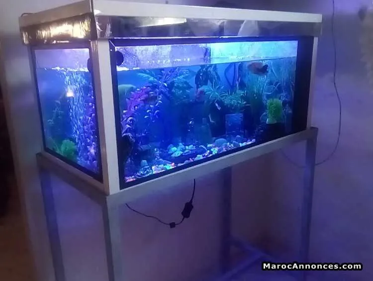 Aquarium  complet - الدار البيضاء