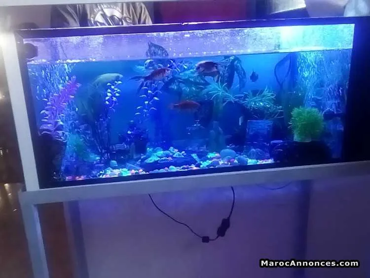 Aquarium  complet - الدار البيضاء (2)