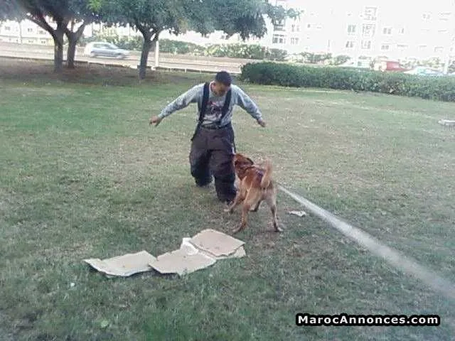 Dressage des chiens - الدار البيضاء (2)