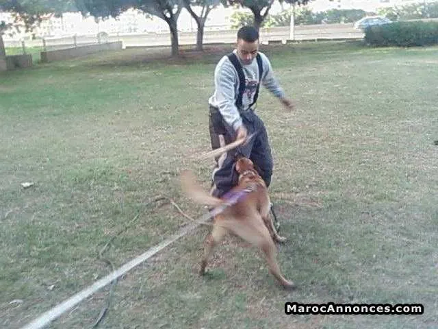 Dressage des chiens - الدار البيضاء