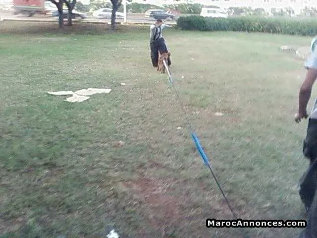 Dressage des chiens - الدار البيضاء (3)