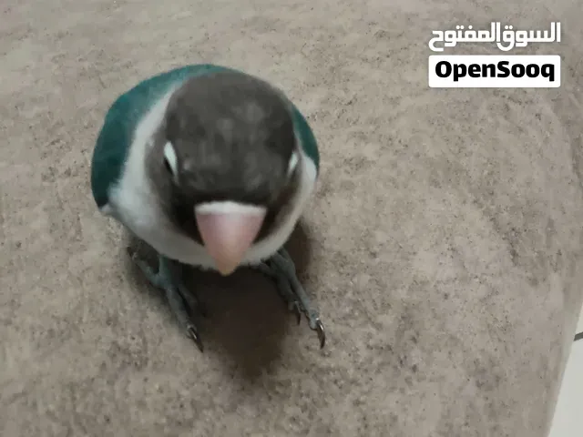 Oiseau inséparable bleu 4 mois avec grande cage . - الدار البيضاء