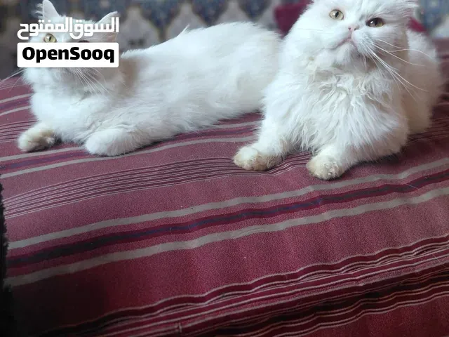 قطط شيرازي جميلة وهادئة للبيع في الدارالبيضاء - الدار البيضاء