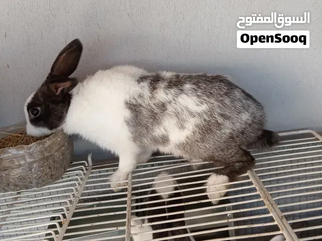 أرانب بلدية للبيع العمر أربعة 80 درهم - طنجة
