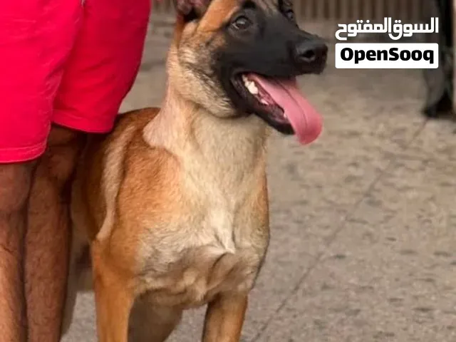 كلب المانيلوا - الرباط