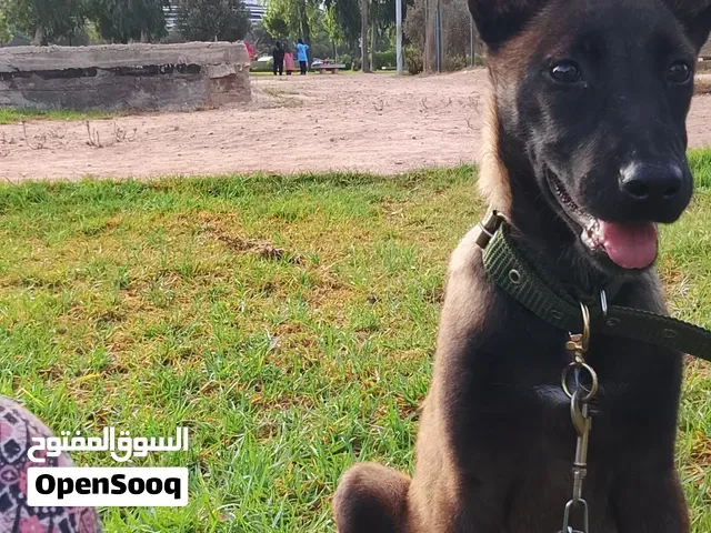 female malinoi - الدار البيضاء