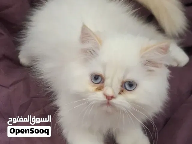 ragdoll mâle et femelle - الرباط