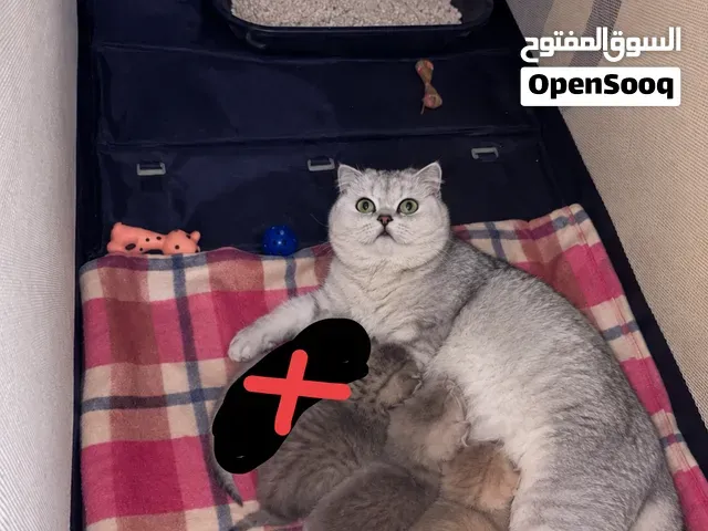 سكوتيش سترايت - طنجة