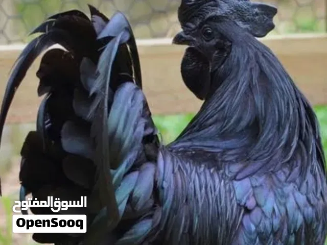 الدجاج ايام السيماني - الدار البيضاء