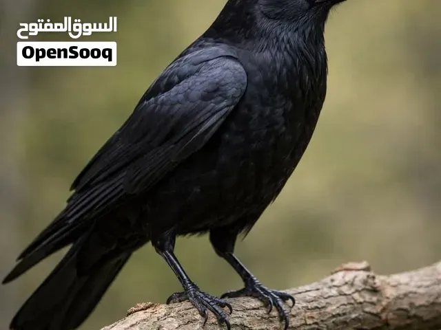 شراء غراب ........... - سلا