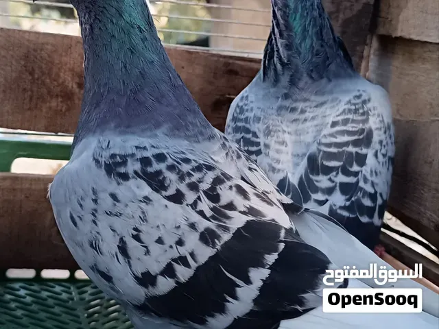 هذه الحمامه للسباق حصل على 9 القاب - الجديدة