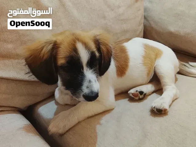 للبيع جرو - ذكر - ورزازات - yoki  Jack Russell+beagle - ورزازات