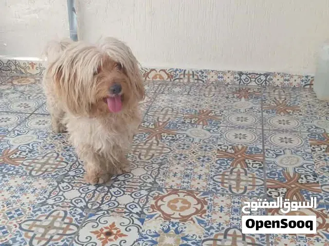كلب كانيش هافانيز  ذكر للييع - طنجة