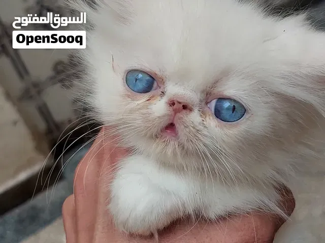 Deux femelles persan - وجدة