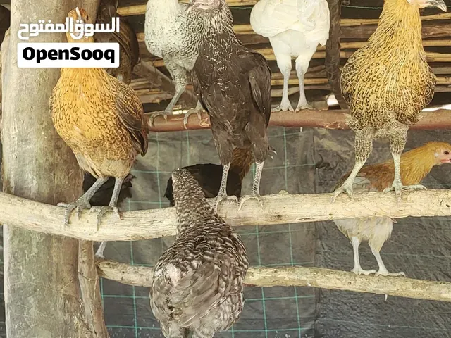 تربية الدجاج - القنيطرة