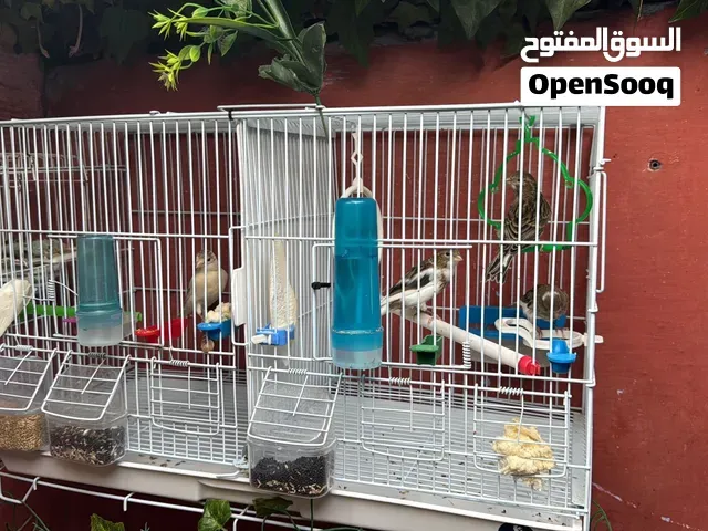 8 طيور الكناري للبيع 5 كبار و 3 فراخ - العرائش