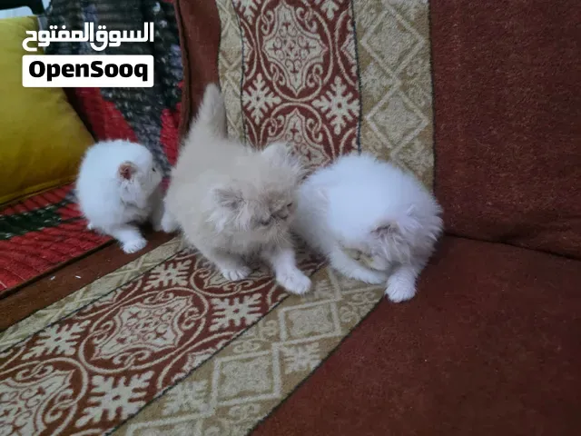 Persian 40 jour mois - طنجة