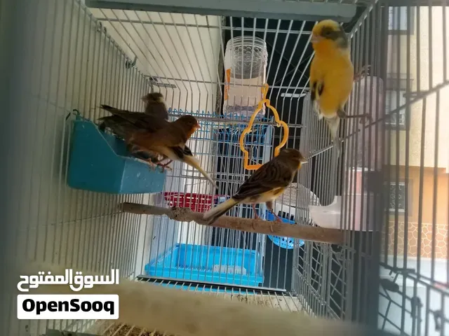 طيور الكناري - مراكش
