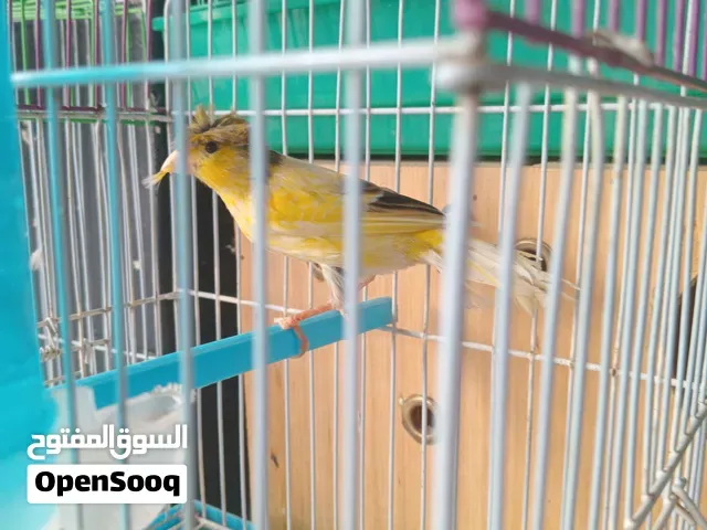 ذكر كناري مطربش،نشيط و بصحة جيدة، مناسب للتربية ولي تزاوج ثمن 300 درهم قابل للتفاوض - تمارة