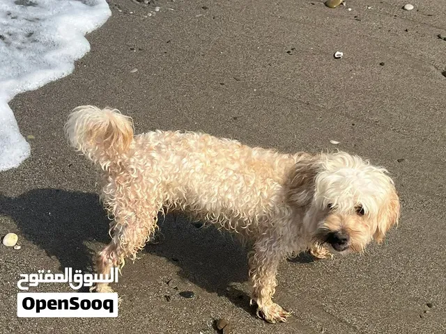 male bichon maltais 1ans et 6 mois sur tanger - طنجة