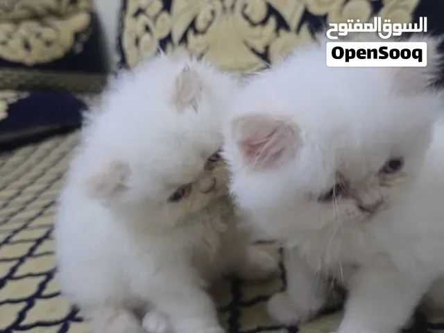 Persian 7orra - طنجة