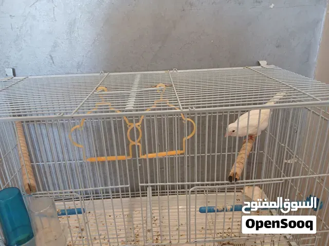 طأر كنار انتى بيضاء بعمر  5اشهر بصحة جيدة - سلا