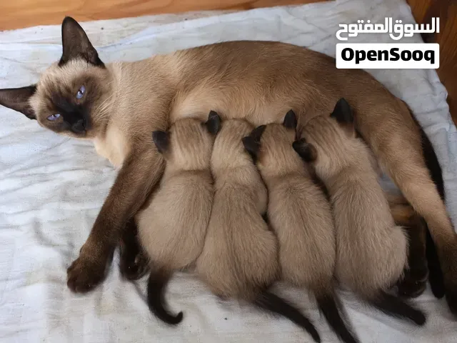سيامو أصيل - أكادير